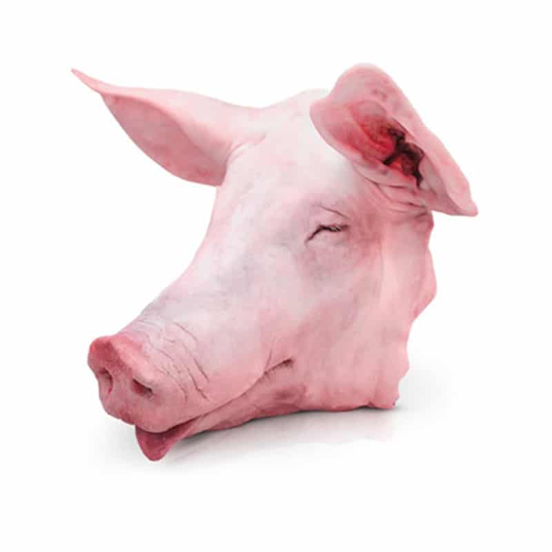 cabeza de cerdo entera